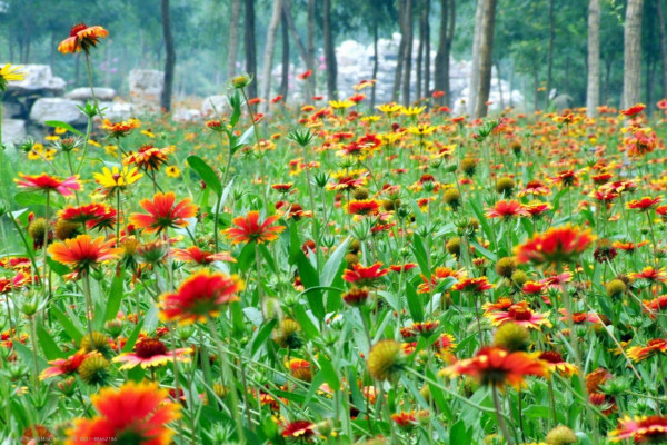 景观花海栽培技术|野花组合种植技术